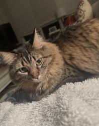 Lost Female Cat last seen Off of longwood trace and telge, Cypress, TX 77429