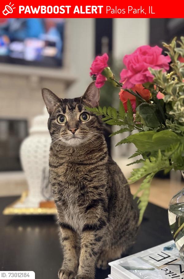 Lost Female Cat last seen Lagrange Rd, Palos Park, IL 60464