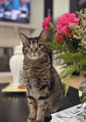 Lost Female Cat last seen Lagrange Rd, Palos Park, IL 60464