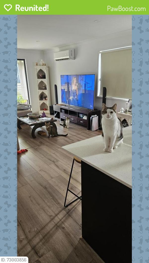 Reunited Male Cat last seen Baldwin crescent , Pimpama, QLD 4209