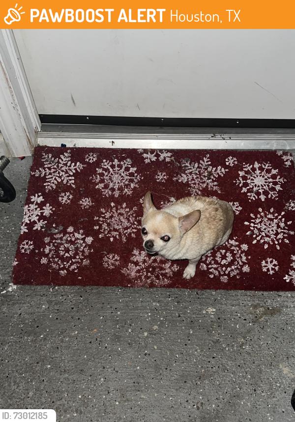 Found/Stray Unknown Dog last seen La Gloria dr and Paso del sol, Houston, TX 77083