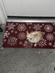 Found/Stray Unknown Dog last seen La Gloria dr and Paso del sol, Houston, TX 77083