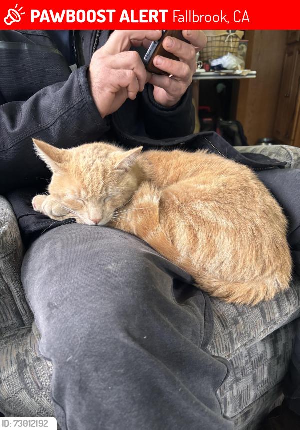 Lost Male Cat last seen Halls nursery on daily rd , Fallbrook, CA 92028