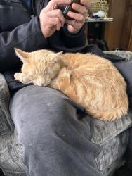 Lost Male Cat last seen Halls nursery on daily rd , Fallbrook, CA 92028
