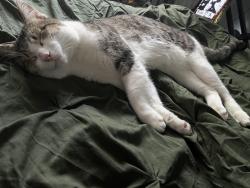 Lost Male Cat last seen Burlington dr , San Antonio, TX 78245
