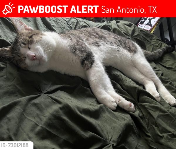 Lost Male Cat last seen Burlington dr , San Antonio, TX 78245