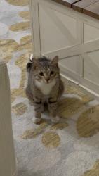 Found/Stray Male Cat last seen Zullette and Crosby Ave., The Bronx, NY 10461