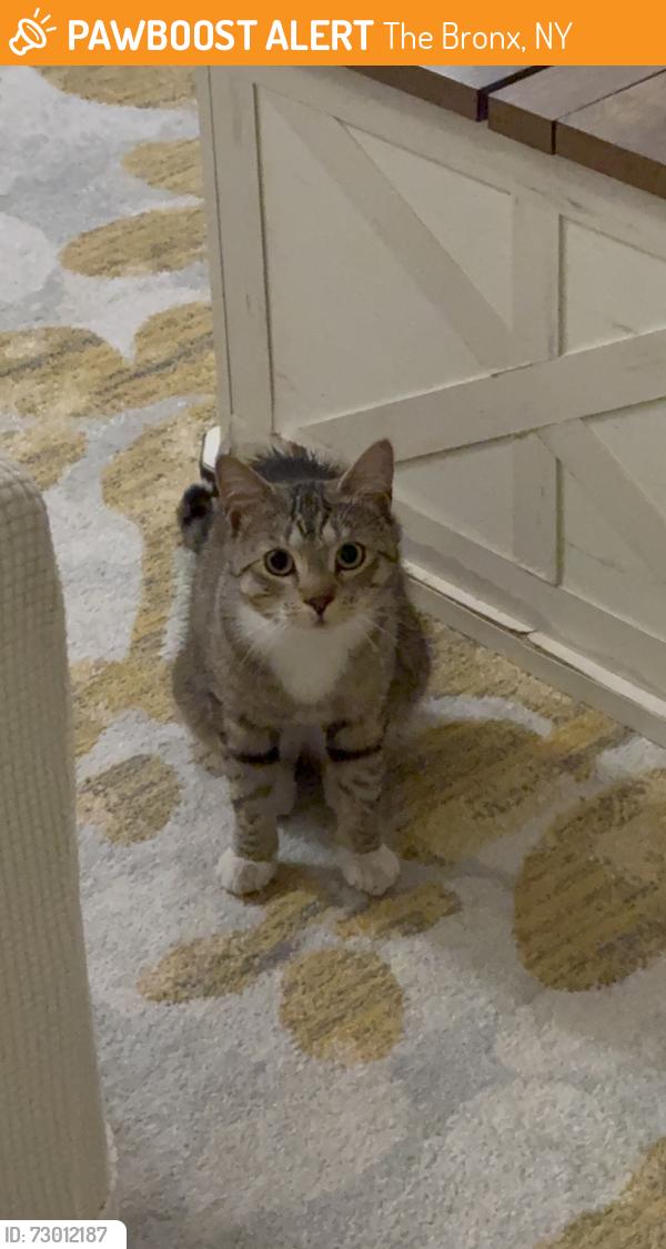 Found/Stray Male Cat last seen Zullette and Crosby Ave., The Bronx, NY 10461