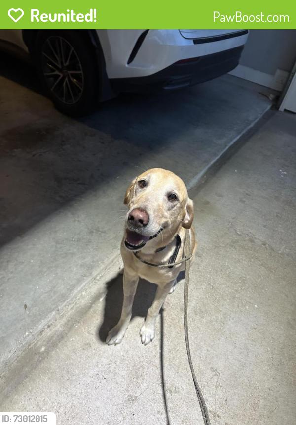 Reunited Male Dog last seen Dorthy st and 9th by highline park, Houston, TX 77008