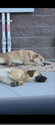 Found/Stray Male Dog last seen Circle K on balsam and nisqually in Victorville, Victorville, CA 92392