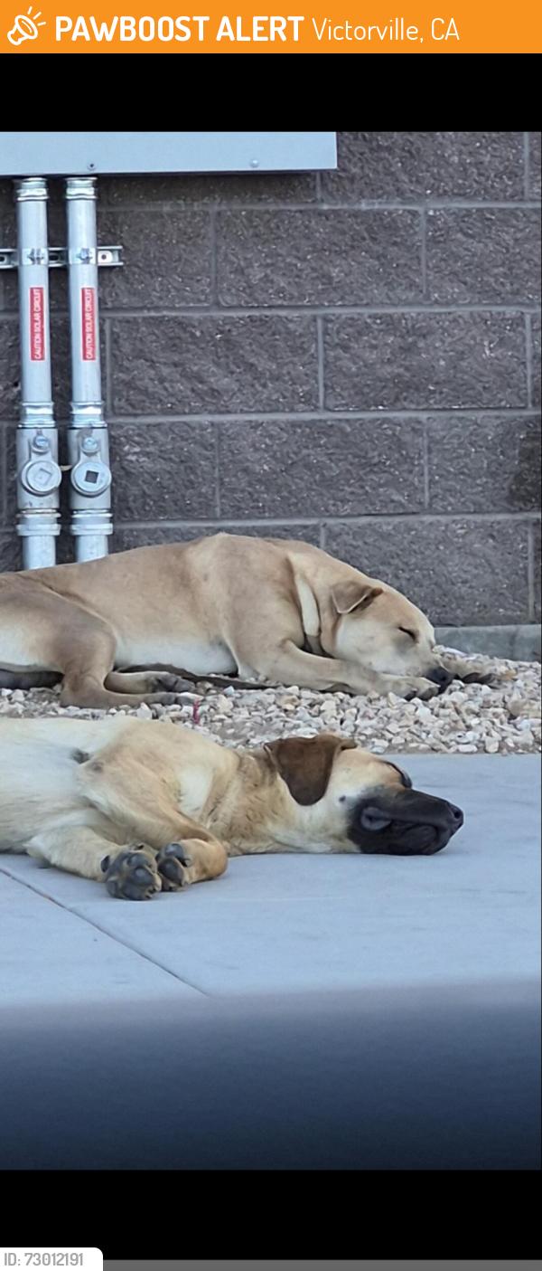 Found/Stray Male Dog last seen Circle K on balsam and nisqually in Victorville, Victorville, CA 92392