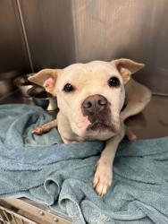 Shelter Stray Female Dog last seen Near E 47th Street, 64132, MO, 7077 Elmwood Ave, Kansas City, MO 64132, USA