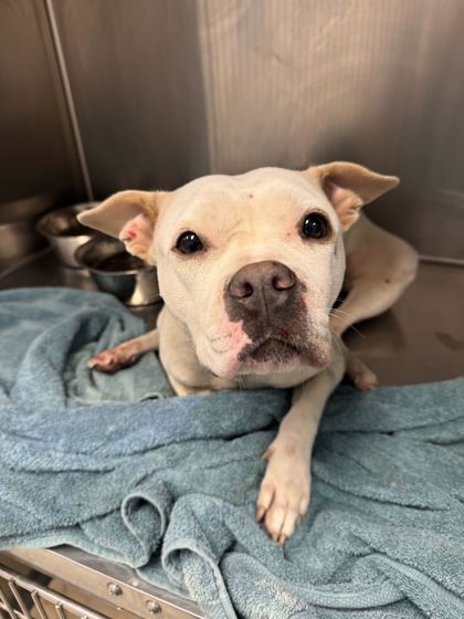 Shelter Stray Female Dog last seen Near E 47th Street, 64132, MO, 7077 Elmwood Ave, Kansas City, MO 64132, USA