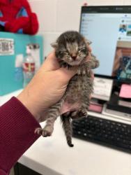 Shelter Stray Male Cat last seen Near Elmwood Avenue, 64132, MO, 7077 Elmwood Ave, Kansas City, MO 64132, USA