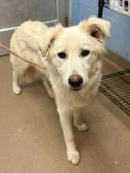 Shelter Stray Female Dog last seen Near Memorial DrDecatur, GA 30032, 30032, GA, 3280 Chamblee Dunwoody Rd, Chamblee, GA 30341, USA