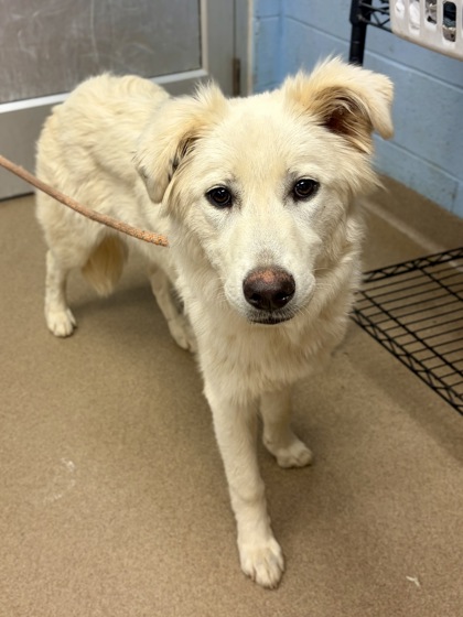 Shelter Stray Female Dog last seen Near Memorial DrDecatur, GA 30032, 30032, GA, 3280 Chamblee Dunwoody Rd, Chamblee, GA 30341, USA