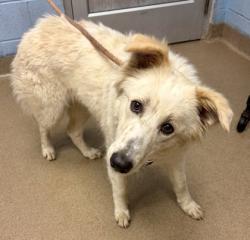 Shelter Stray Female Dog last seen Near Silver Backs Way, Atlanta 30340, 30340, GA, 3280 Chamblee Dunwoody Rd, Chamblee, GA 30341, USA