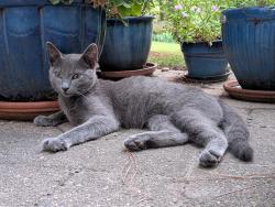 Found/Stray Male Cat last seen Woodleaf Rd., Cleveland, NC 27013