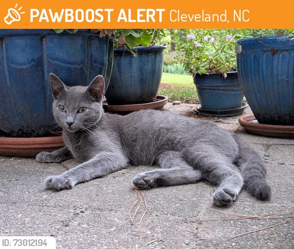 Found/Stray Male Cat last seen Woodleaf Rd., Cleveland, NC 27013