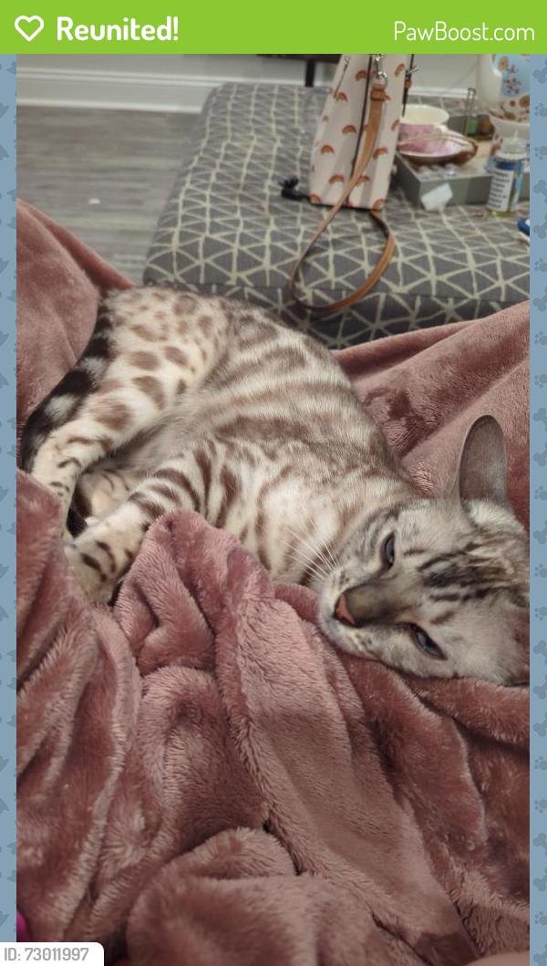 Reunited Male Cat last seen Walnut hill las colinas apmts, Irving, TX 75038