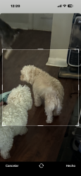 Lost Female Dog last seen Lopez, Houston, TX 77040
