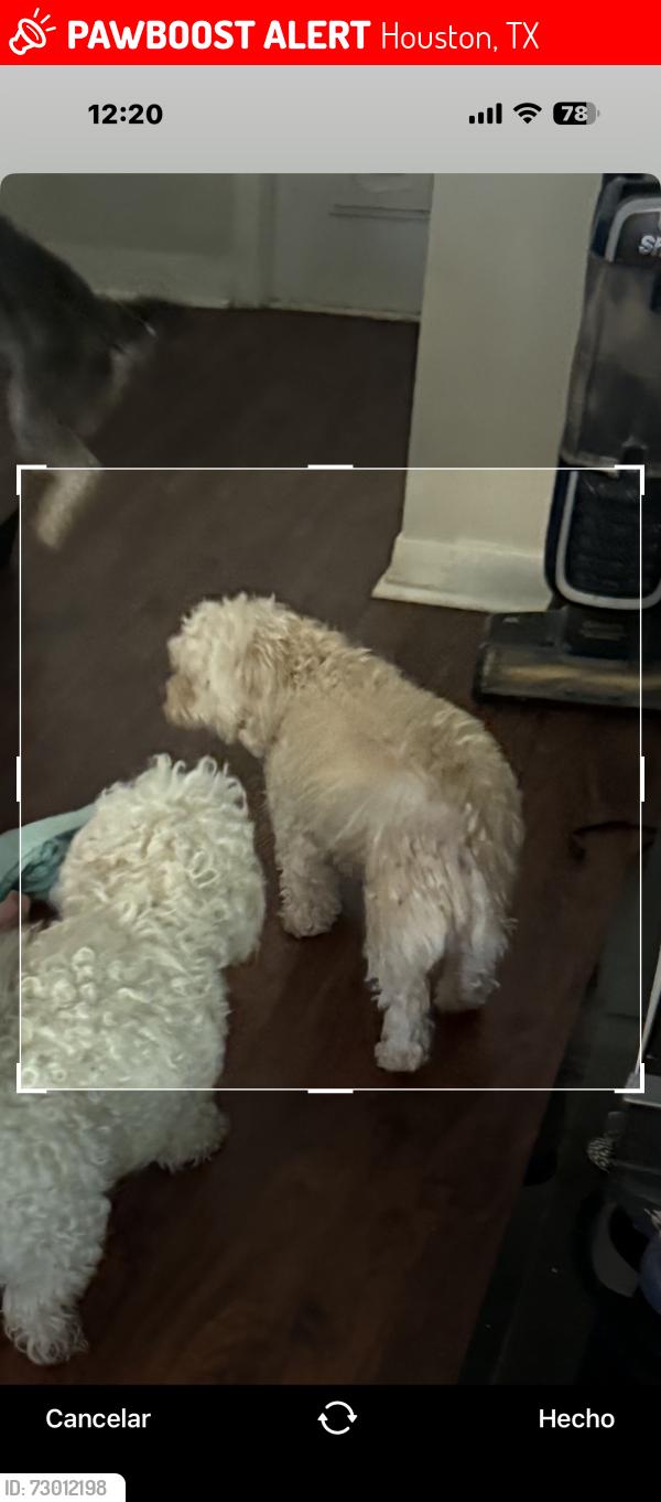 Lost Female Dog last seen Lopez, Houston, TX 77040
