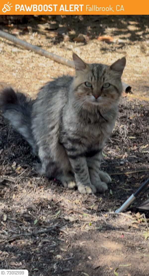 Found/Stray Male Cat last seen Halls nursery daily rd, Fallbrook, CA 92028