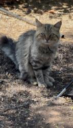 Found/Stray Male Cat last seen Halls nursery daily rd, Fallbrook, CA 92028