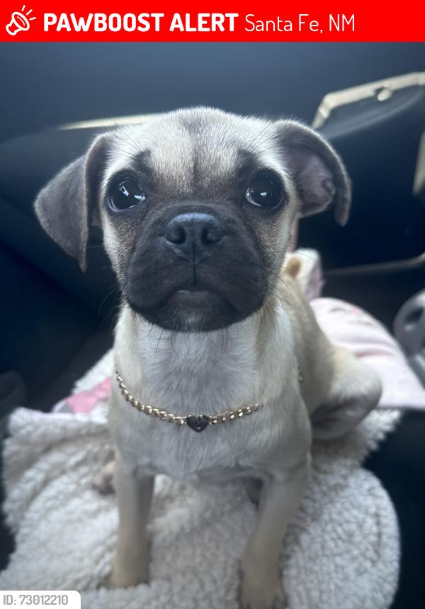 Lost Female Dog last seen Camino vista aurora, Santa Fe, NM 87507