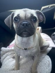 Lost Female Dog last seen Camino vista aurora, Santa Fe, NM 87507