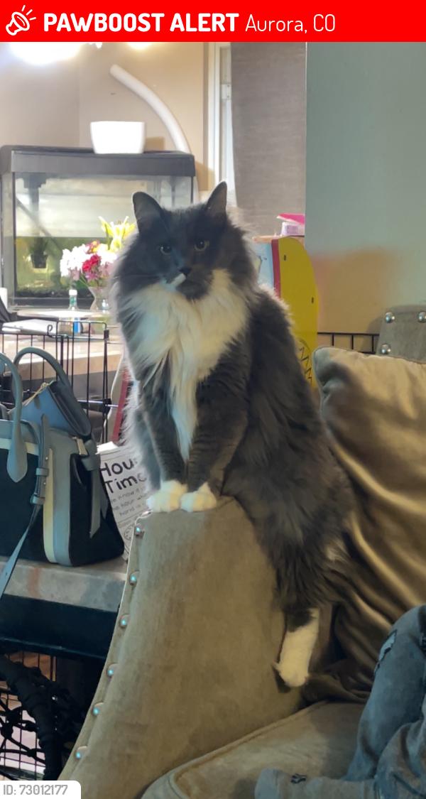 Lost Male Cat last seen S nome street and S Nile , Aurora, CO 80012