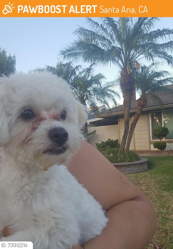 Found/Stray Female Dog last seen Wright and 21st, Santa Ana, CA 92705