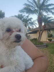 Found/Stray Female Dog last seen Wright and 21st, Santa Ana, CA 92705