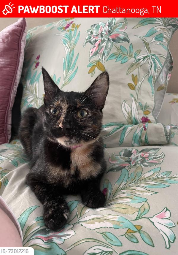 Lost Female Cat last seen Near Normal Park Upper School , Chattanooga, TN 37405