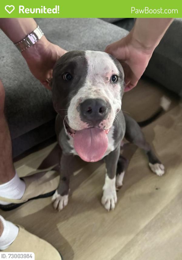 Reunited Male Dog last seen Near s harper, Chicago, IL 60637