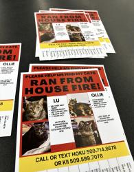 Lost Female Cat last seen Carlisle Ave and n normandie, Spokane, WA 99205