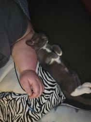 Reunited Female Cat last seen Samples Road off o f Topside, Louisville, TN 37777