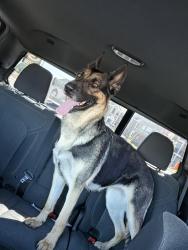 Reunited Female Dog last seen Leeland Ln  and Wrightford Dr Lebanon TN , Lebanon, TN 37087