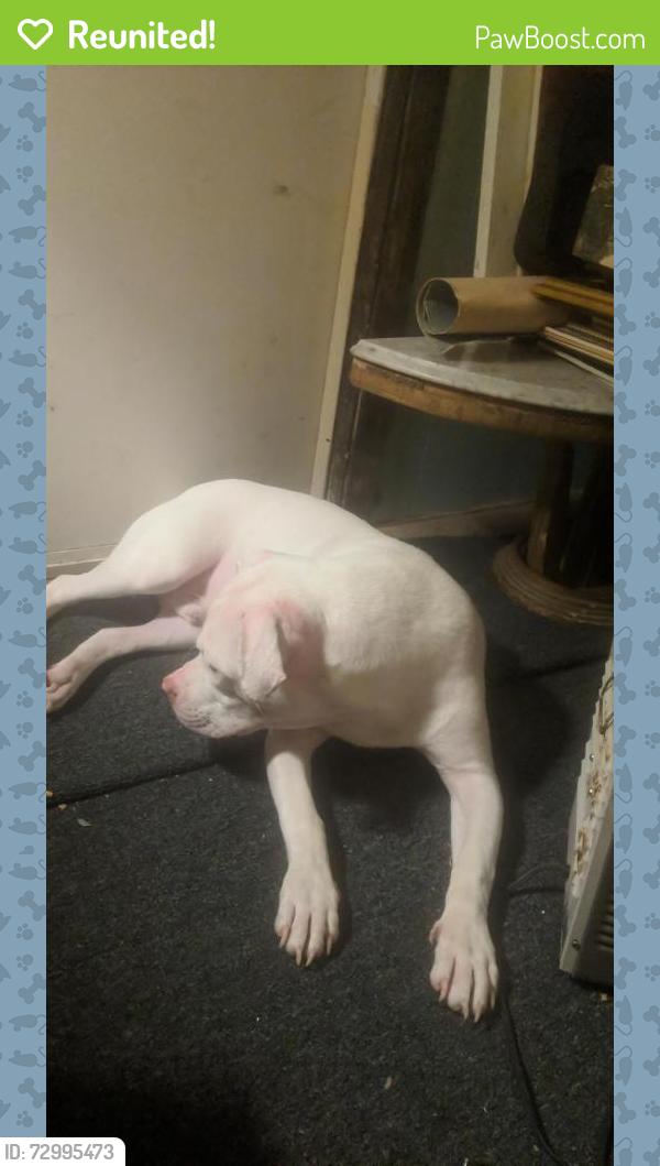Reunited Male Dog last seen Speech Creek and Sulphur Springs Rd , Brazos County, TX 77845
