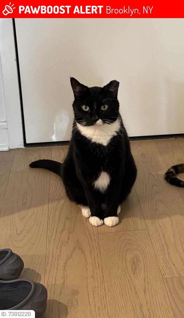 Lost Male Cat last seen Park Place and Franklin Ave, Brooklyn, NY 11238