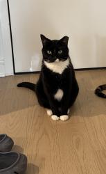 Lost Male Cat last seen Park Place and Franklin Ave, Brooklyn, NY 11238