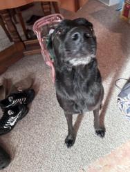 Lost Male Dog last seen Mills and perry road , Houston, TX 77064