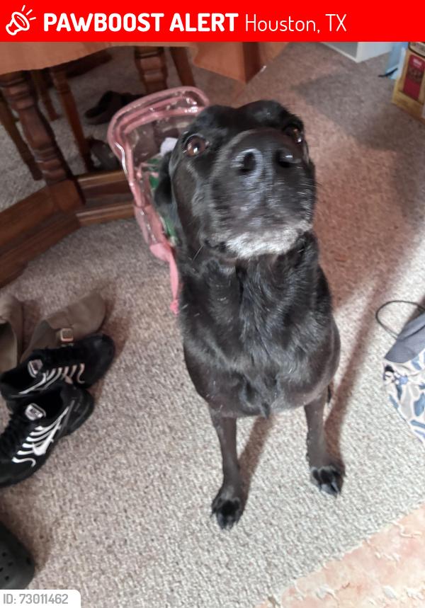Lost Male Dog last seen Mills and perry road , Houston, TX 77064