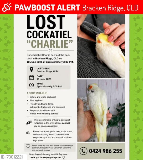 Lost Male Bird last seen Randwick St, Bracken Ridge, QLD 4017