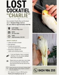 Lost Male Bird last seen Randwick St, Bracken Ridge, QLD 4017