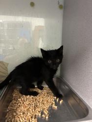 Shelter Stray Male Cat last seen Near S 4800 W, SALT LAKE CITY, UT, 84104, 511 W 3900 S, Salt Lake City, UT 84123, USA