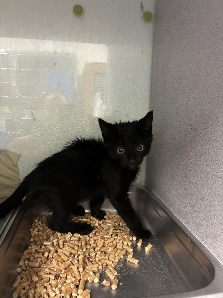 Shelter Stray Male Cat last seen Near S 4800 W, SALT LAKE CITY, UT, 84104, 511 W 3900 S, Salt Lake City, UT 84123, USA