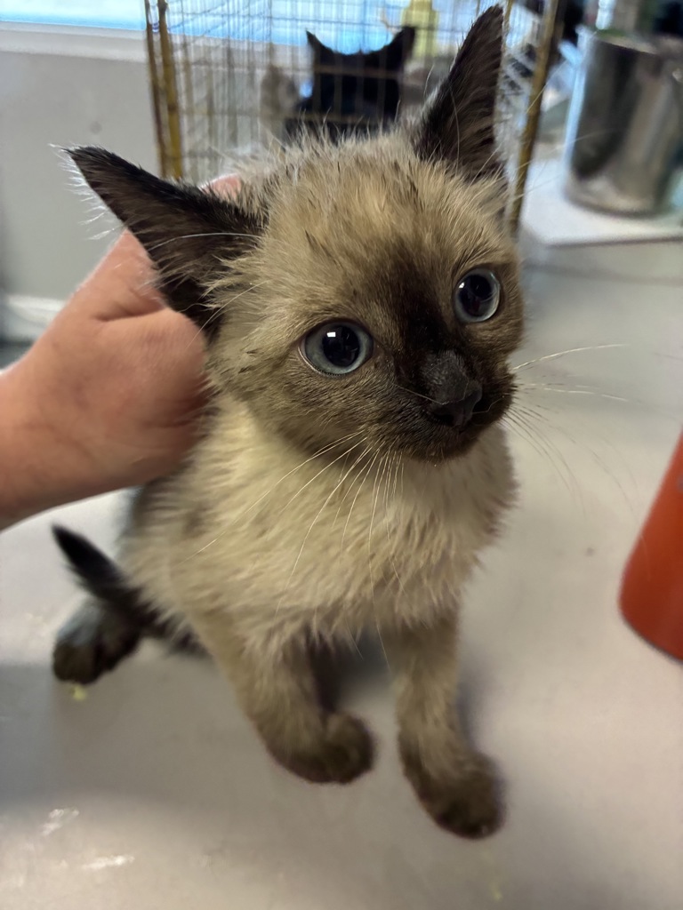 Shelter Stray Female Cat last seen Near S 4800 W, SALT LAKE CITY, UT, 84104, 511 W 3900 S, Salt Lake City, UT 84123, USA