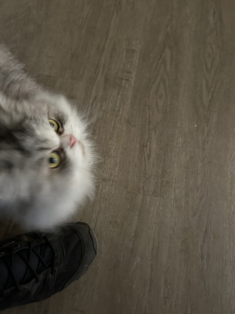 Shelter Stray Female Cat last seen NW 19th/Pettygrove, OR, 1700 W Historic Columbia River Hwy, Troutdale, OR 97060, USA