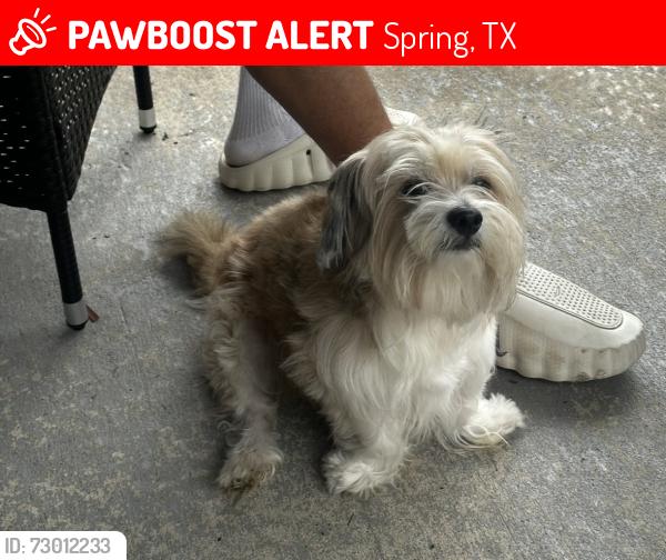 Lost Male Dog last seen Audra lane, Spring, TX 77386